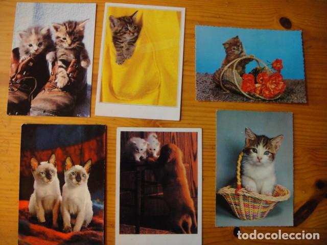 Postales: gatos - 41 postales - Foto 3