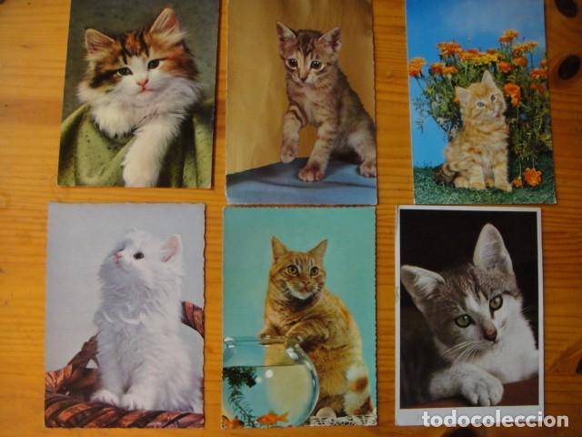 Postales: gatos - 41 postales - Foto 4