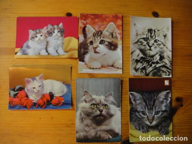 Postales: gatos - 41 postales - Foto 6