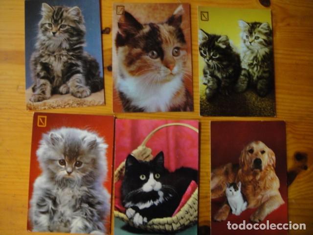Postales: gatos - 41 postales - Foto 7