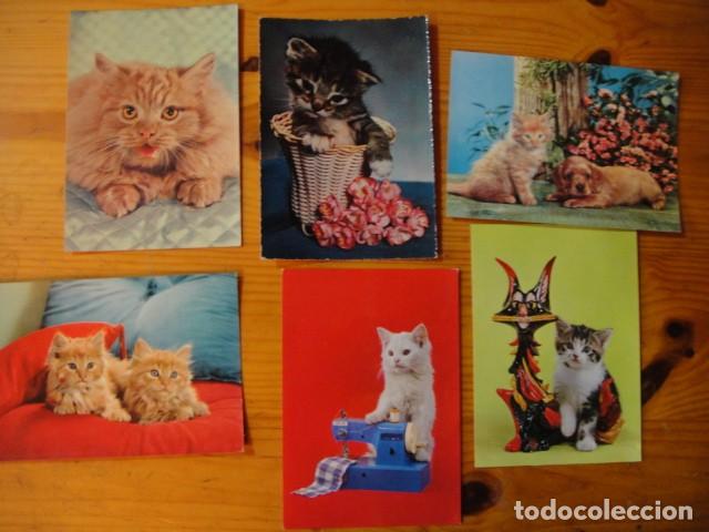 Postales: gatos - 41 postales - Foto 8