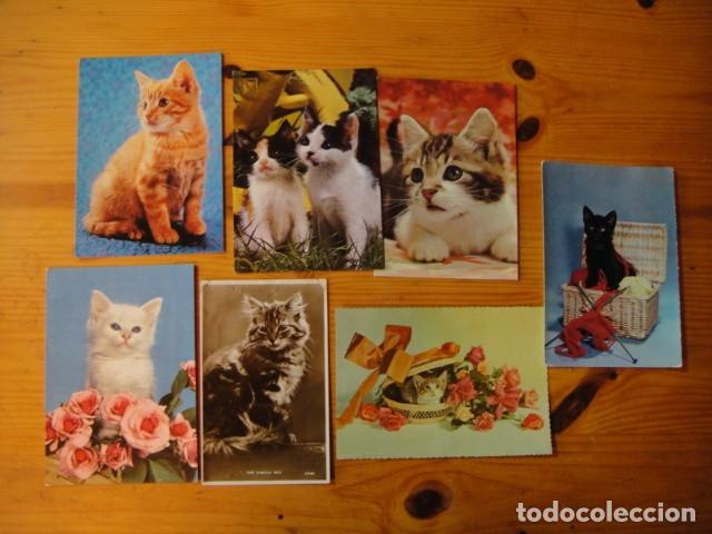 Postales: gatos - 41 postales - Foto 9
