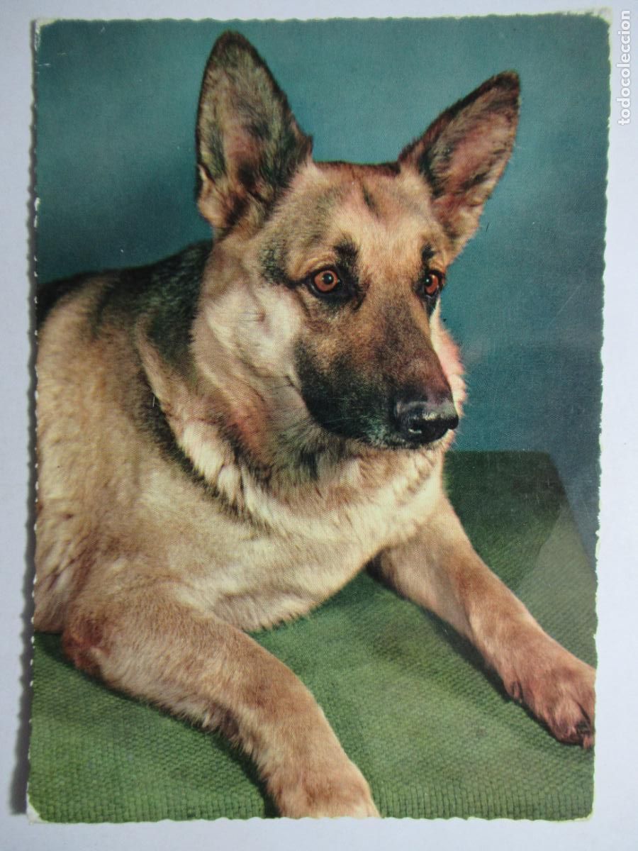 Postales: Postal Perro - Foto 1