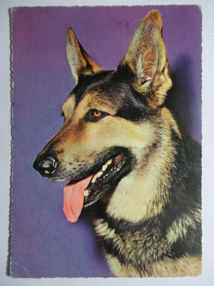 Postales: Postal Perro - Foto 1