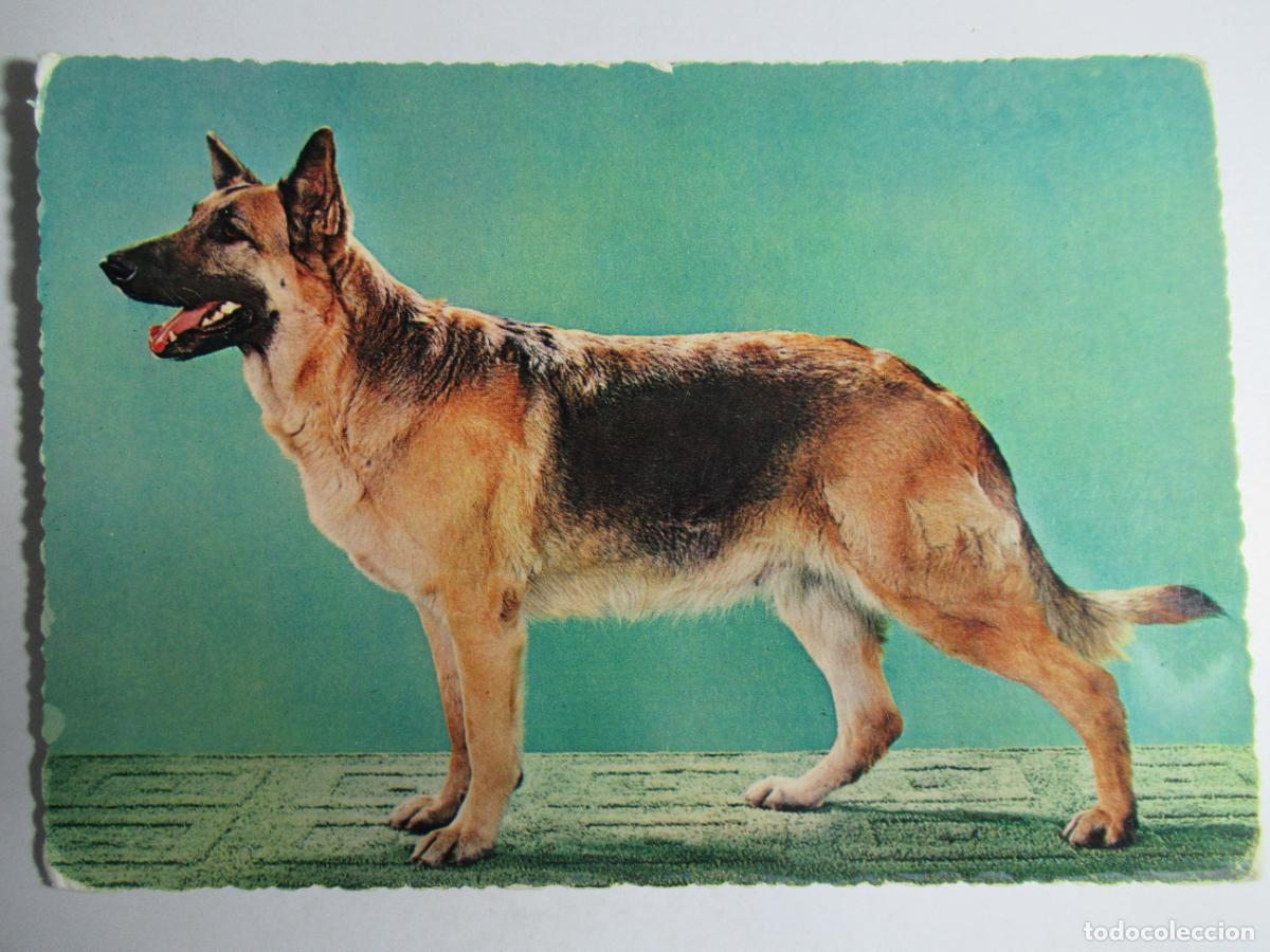 Postales: Postal Perro - Foto 1