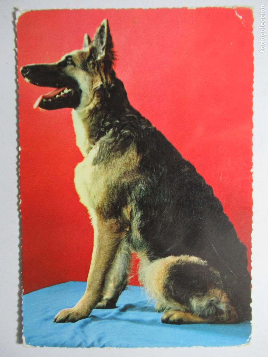 Postales: Postal Perro - Foto 1