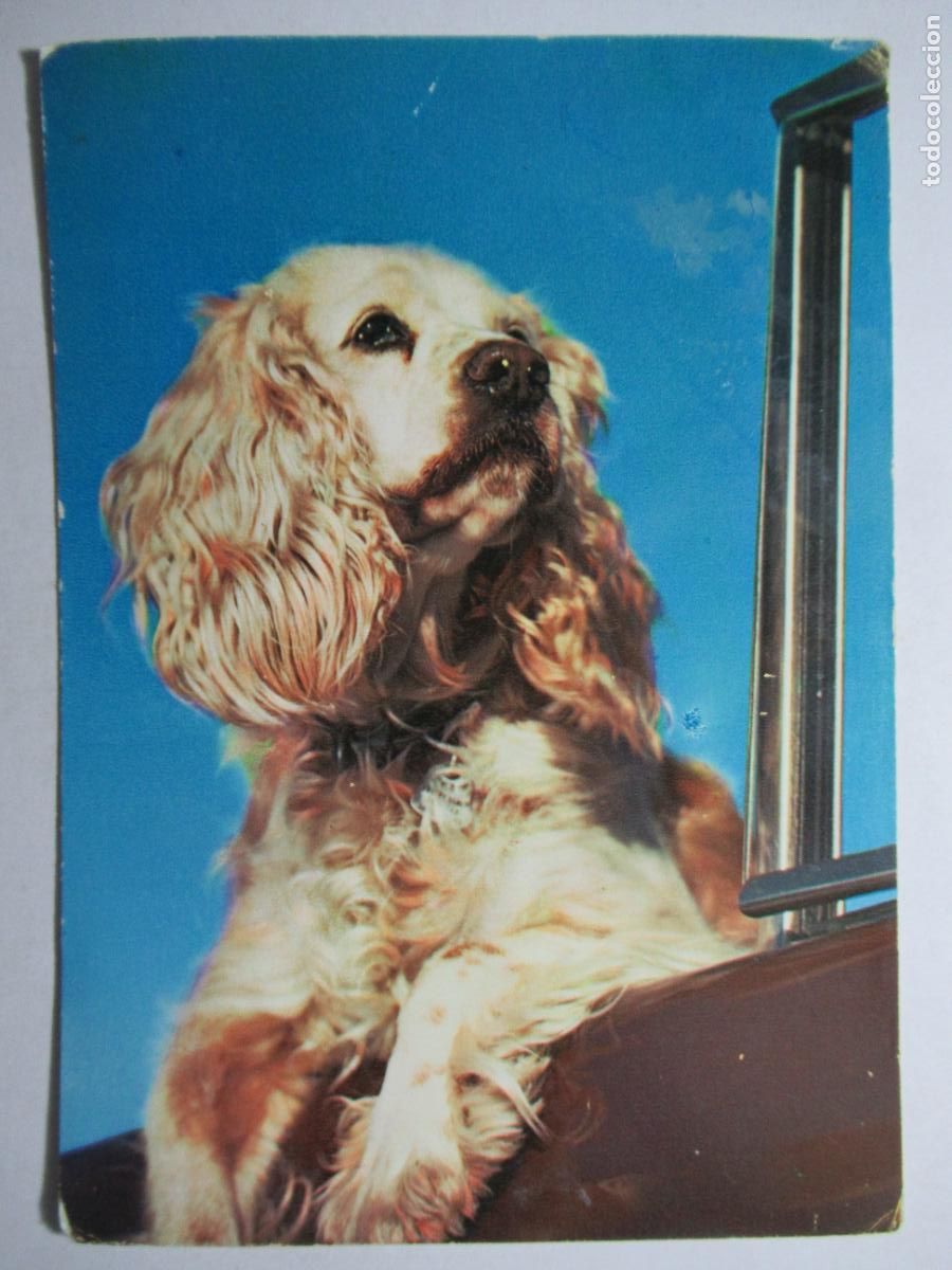 Postales: Postal Perro Perrito - Foto 1