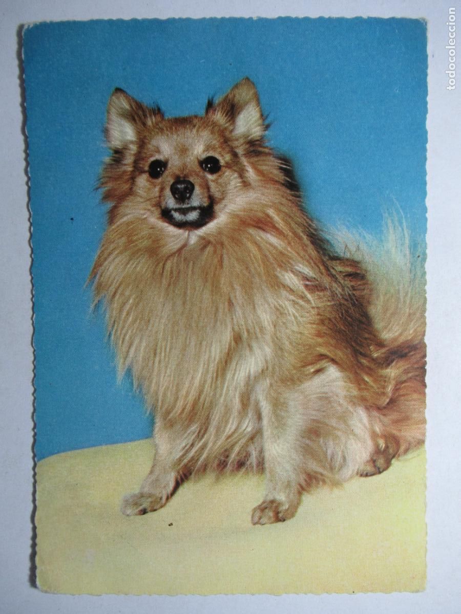 Postales: Postal Perro Perrito - Foto 1
