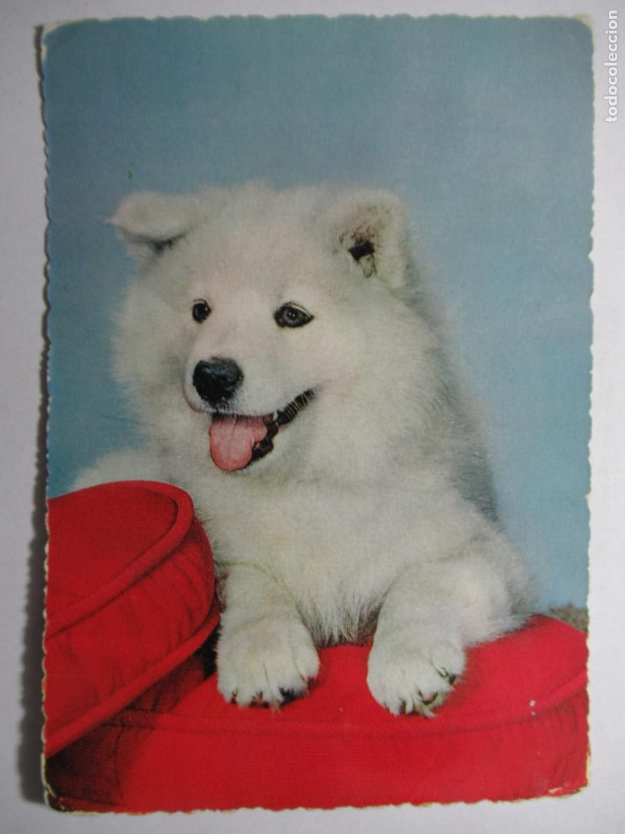 Postales: Postal Perro Perrito - Foto 1