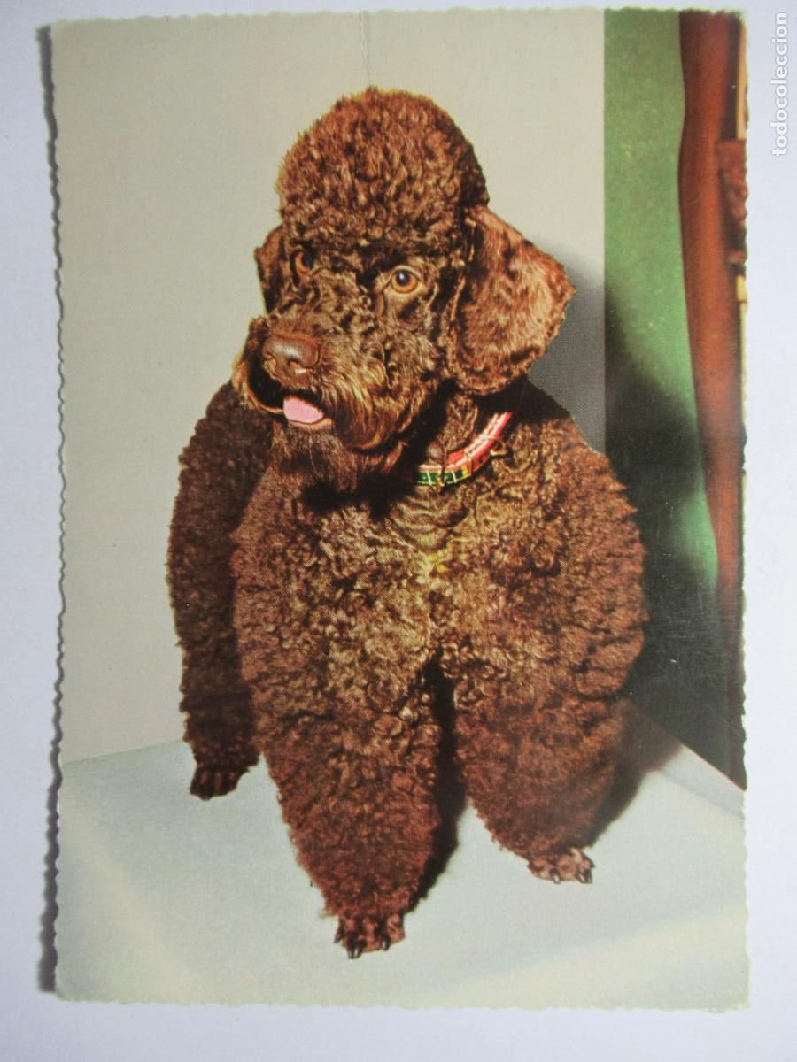 Postales: Postal Perro Perrito - Foto 1