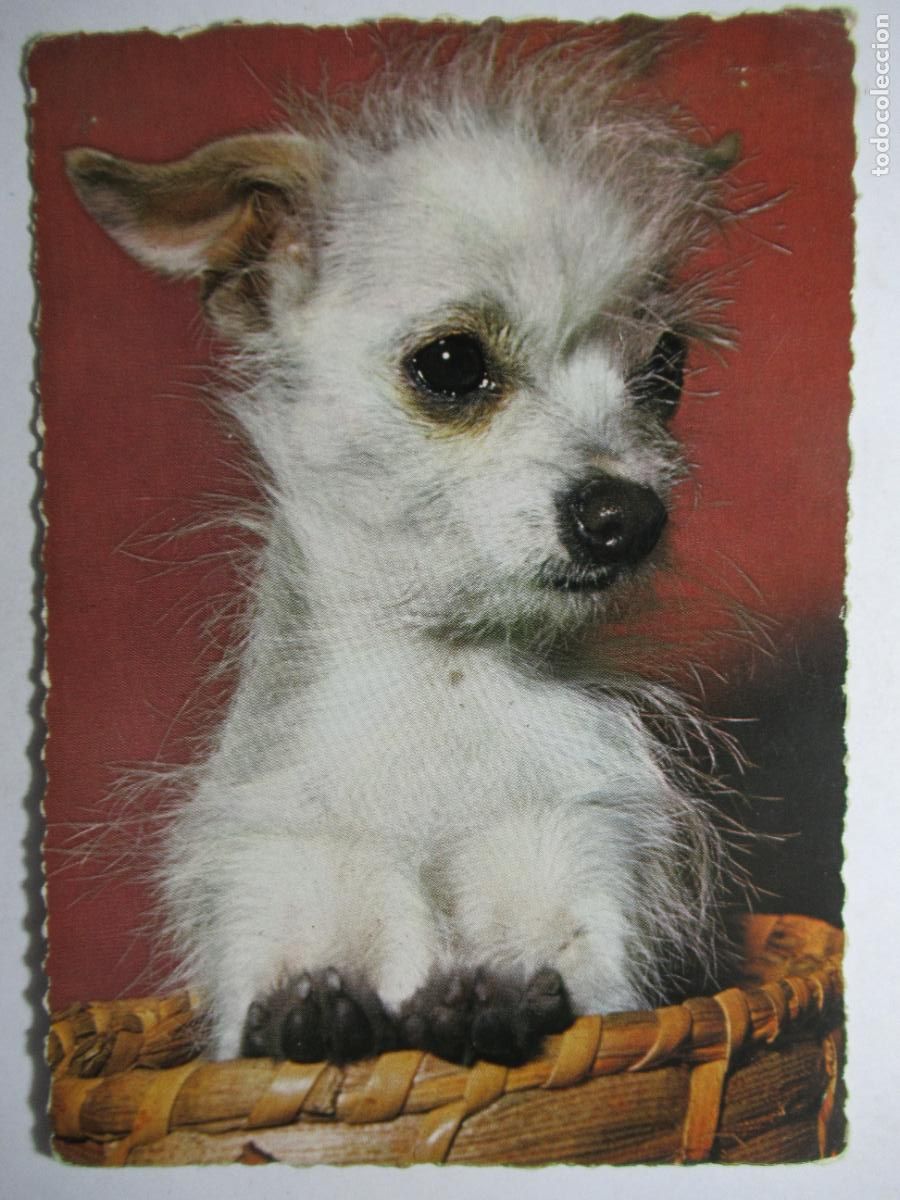 Postales: Postal Perro Perrito - Foto 1