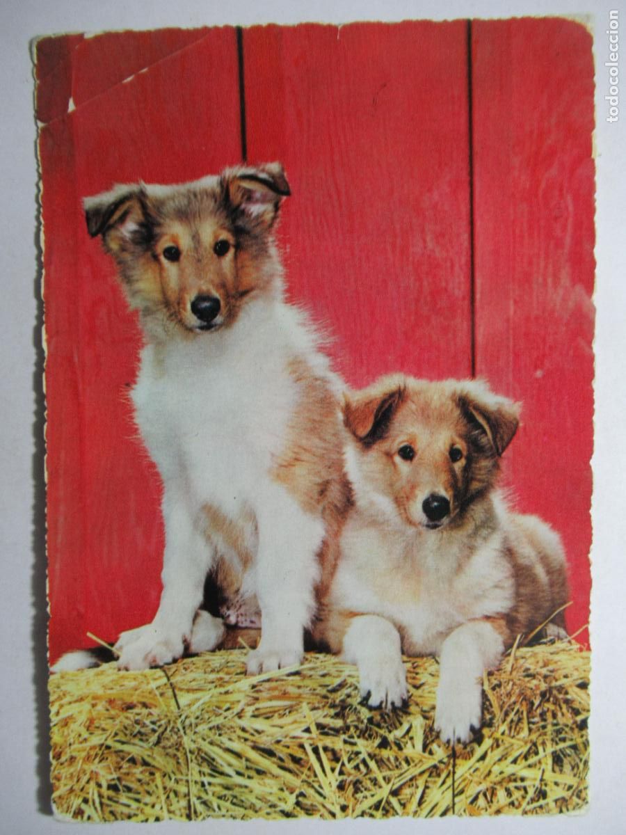 Postales: Postal Perros Perritos - Foto 1