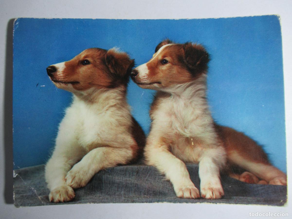Postales: Postal Perros Perritos - Foto 1