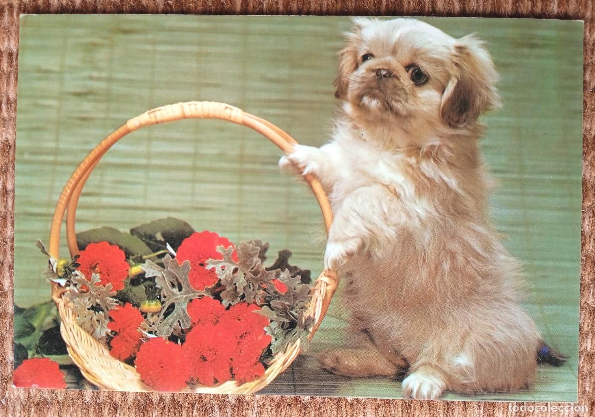 Postales: perro - editorial CYZ 6106 B - Foto 1