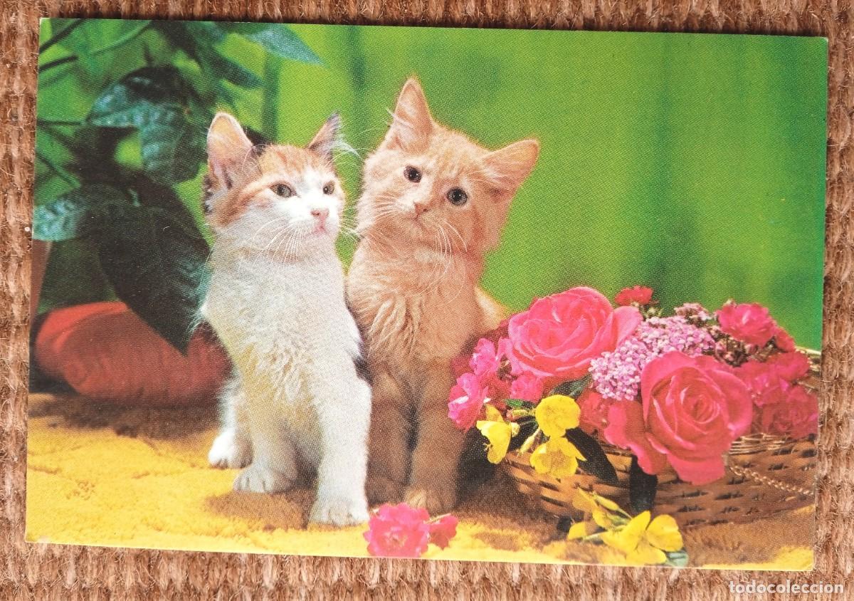 Postales: GATO - POSTALES VIKINGO - Foto 1