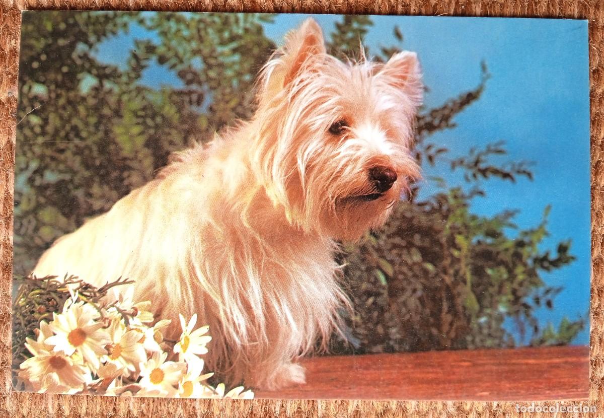 Postales: PERRO - CYZ 6106C - Foto 1
