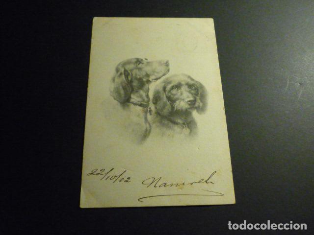 Postales: PERROS DE CAZA POSTAL - Foto 1