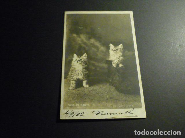 Postales: GATOS POSTAL - Foto 1