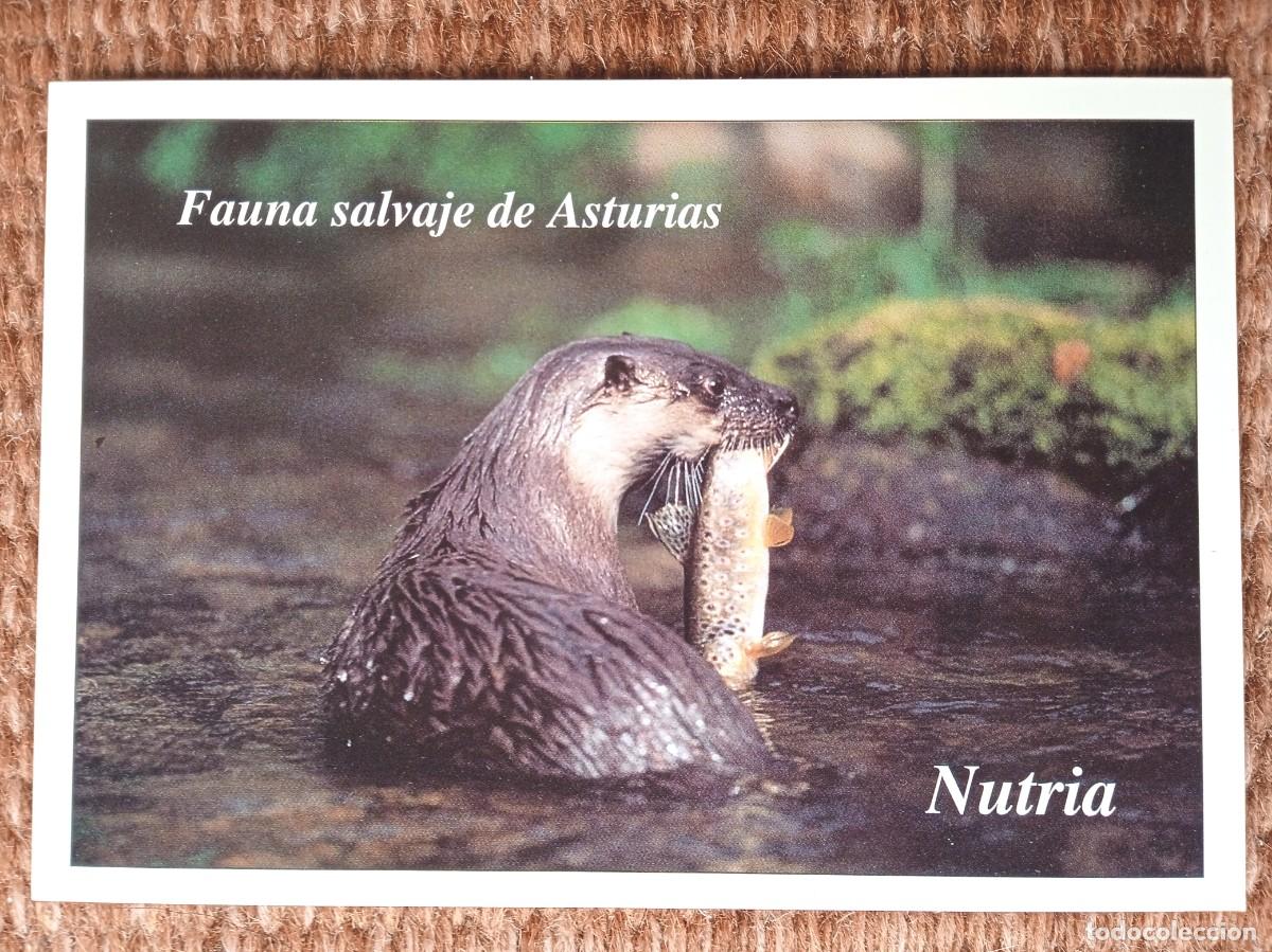 Cartes Postales: NUTRIA - FAUNA SALVAJE DE ASTURIAS