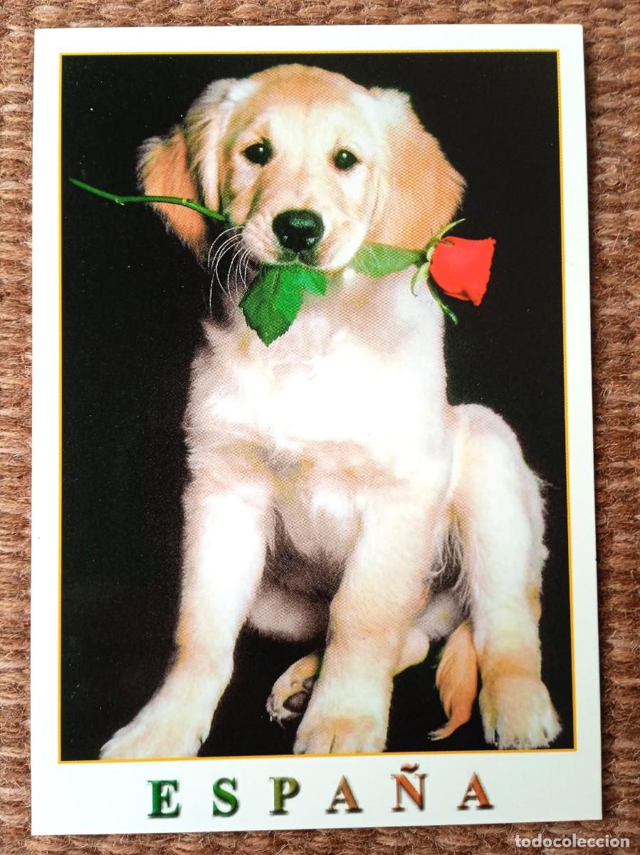 Postales: PERRO CON ROSA - Foto 1