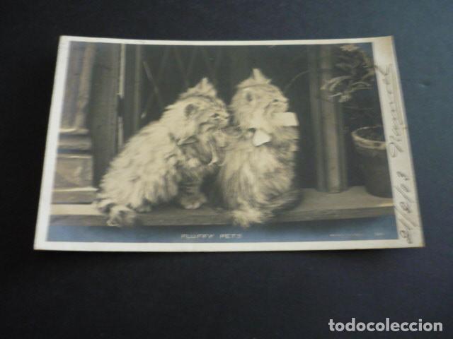 Postales: GATOS POSTAL - Foto 1
