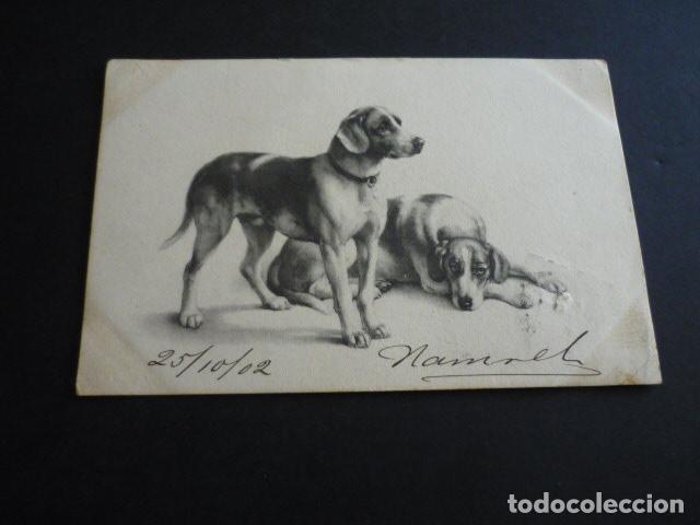 Postales: PERROS POSTAL - Foto 1