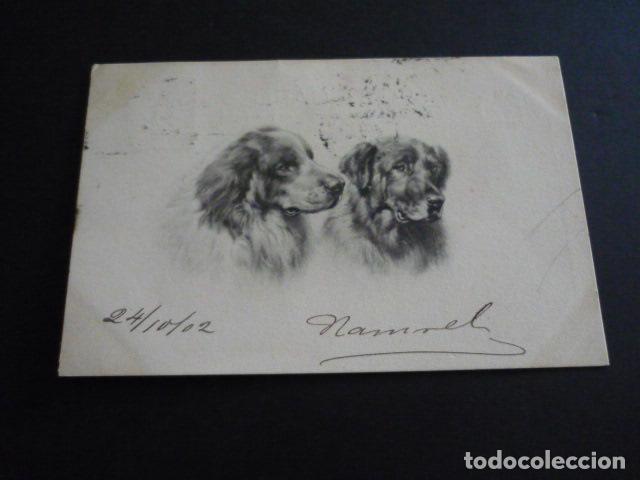Postales: PERROS POSTAL - Foto 1