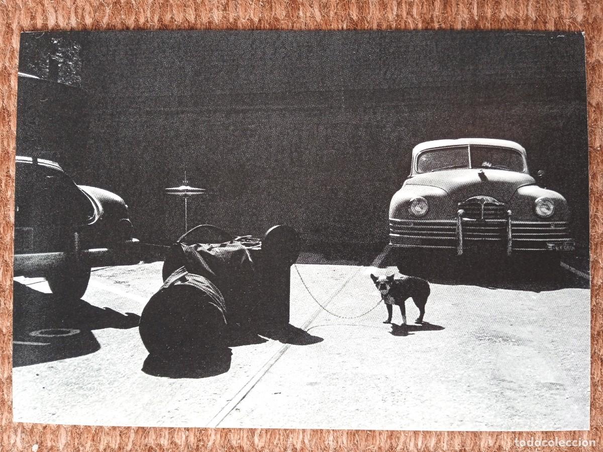Postales: BULLDOG DRUMMER - PERRO - Foto 1