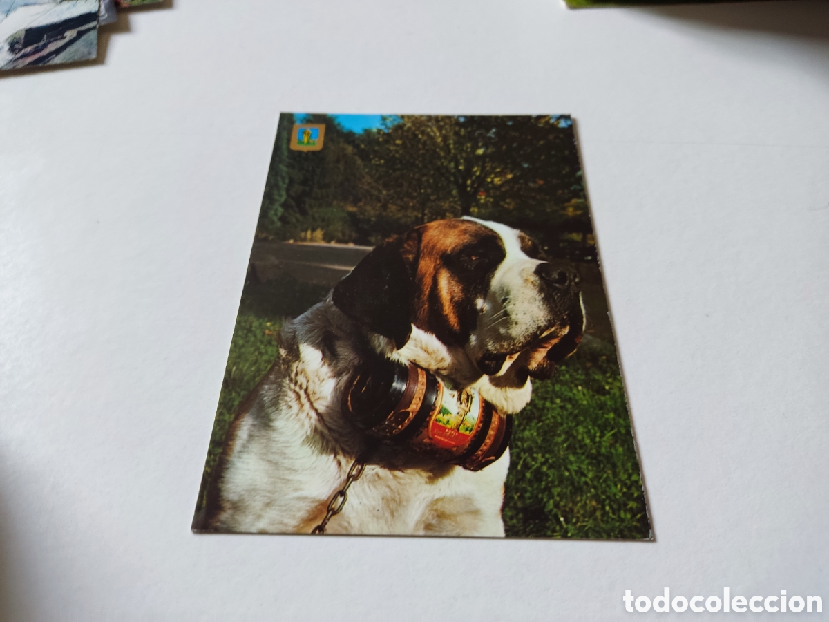 Cartes Postales: Postal San Bernat, Montseny perro