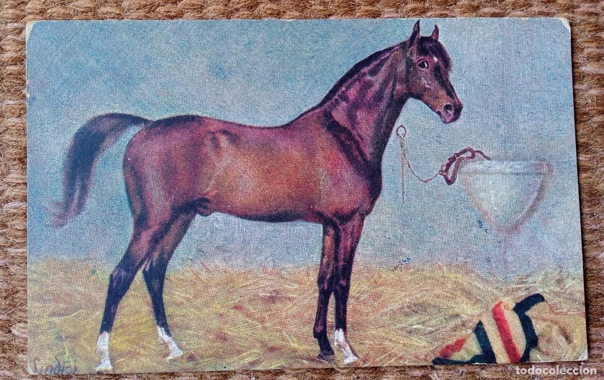 Cartes Postales: CABALLO
