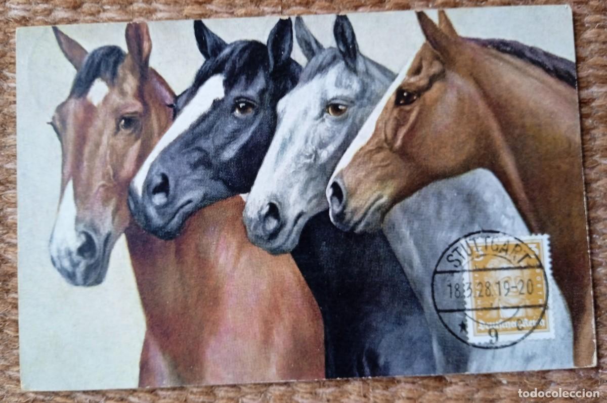 Cartes Postales: CABALLO