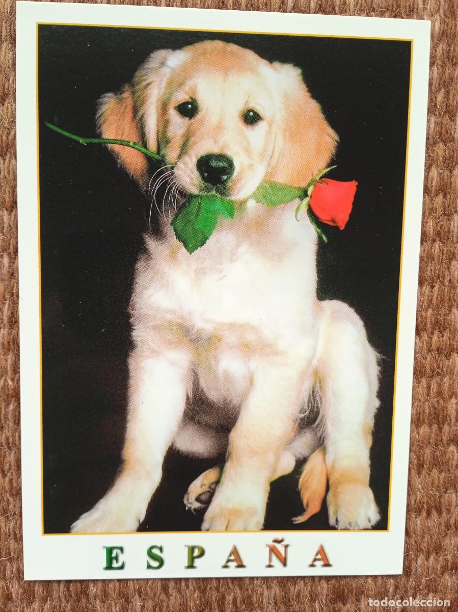 Postales: PERRO CON ROSA - Foto 1