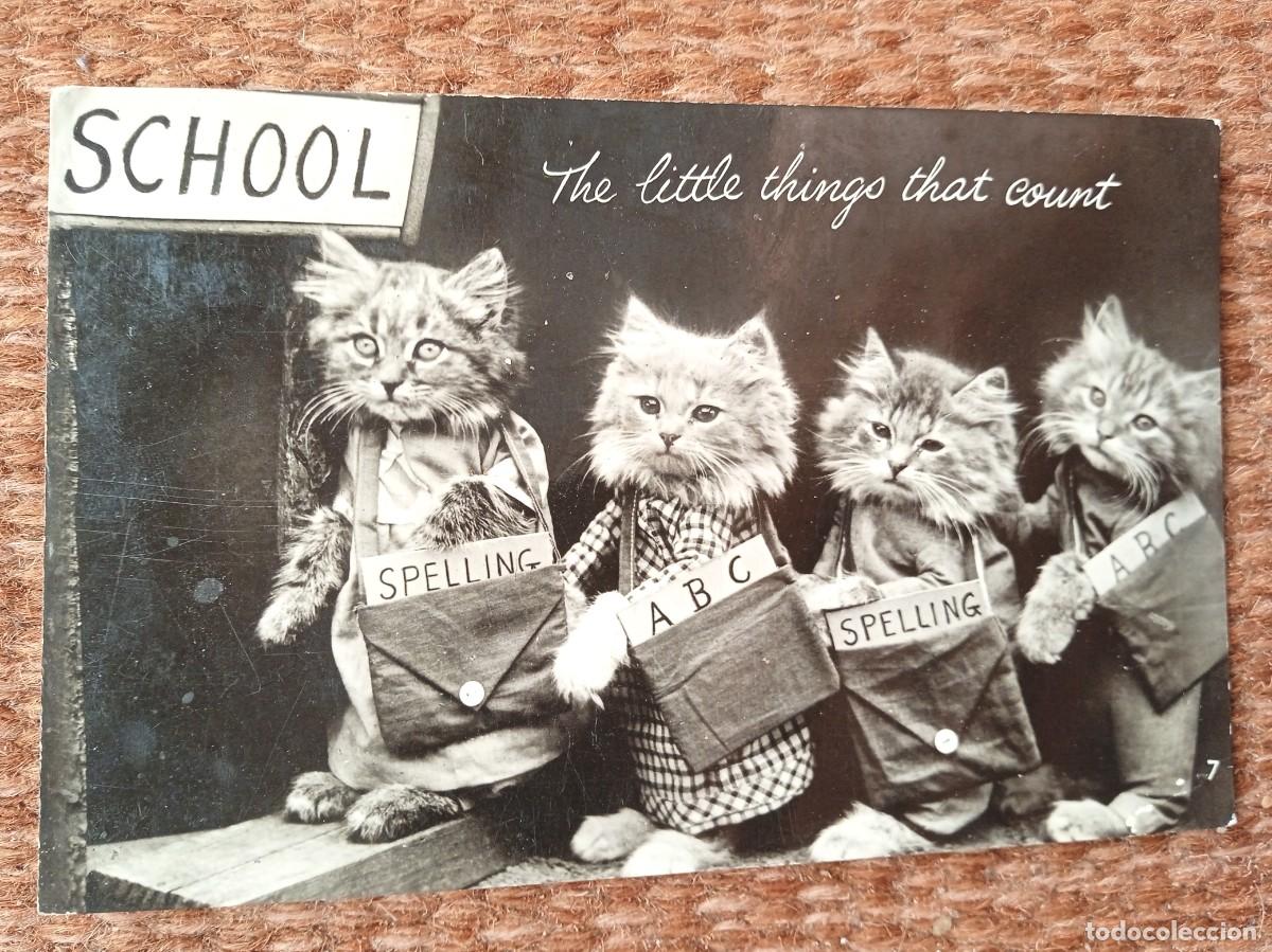 Cartes Postales: GATITOS AL COLEGIO