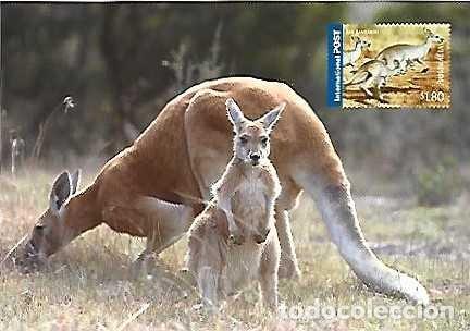Postcards: Australia ** & Entero, Franqueo Prepago, Kangaroo, Macropus rufus, 2005 (346188)