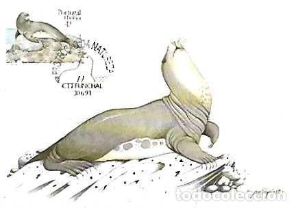 Postcards: Portugal & Maxima, Le&oacute;n Marino, Monachus monachus Funchal 1993 (91