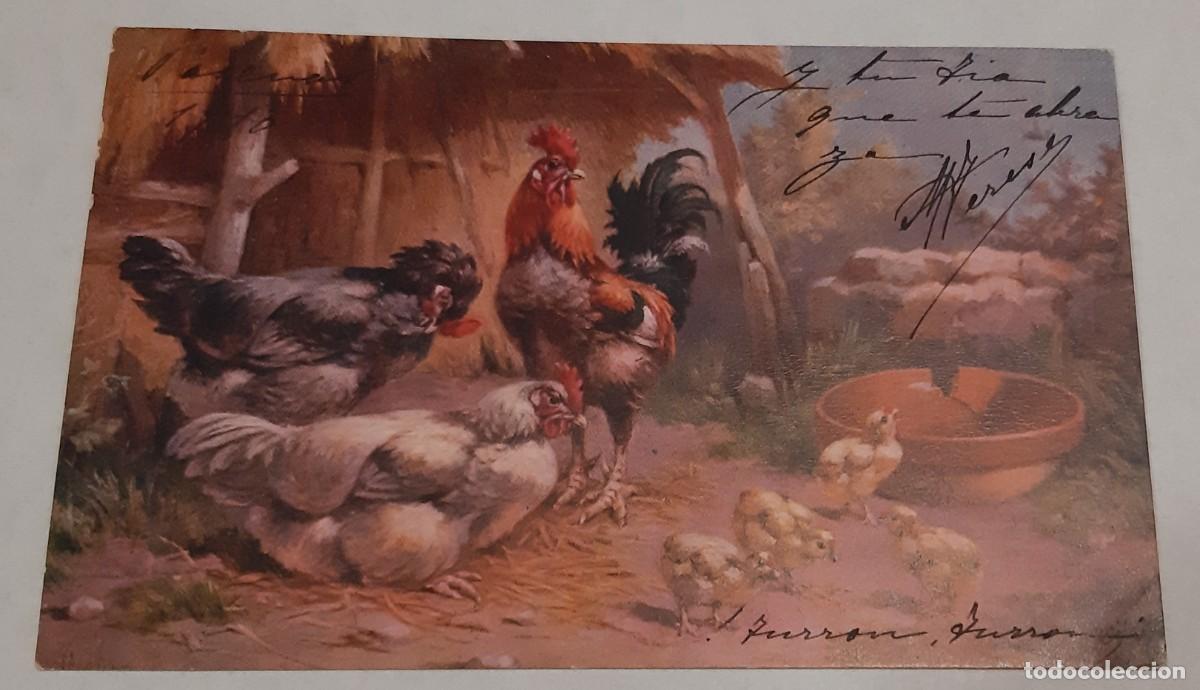 Postales: POSTAL de animales de gallos gallinas 1910