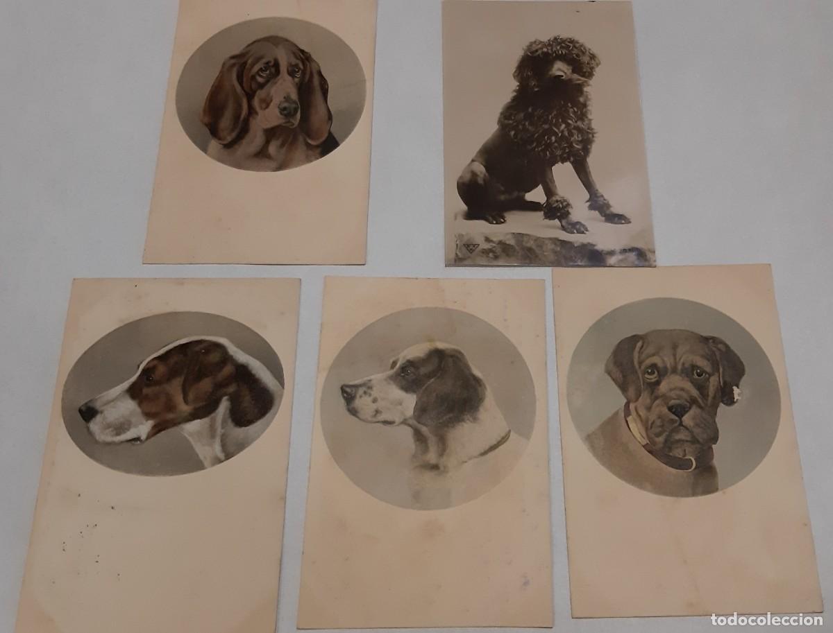 Postales: POSTAL- 5 POSTALES DE PERROS 1910. - Foto 1