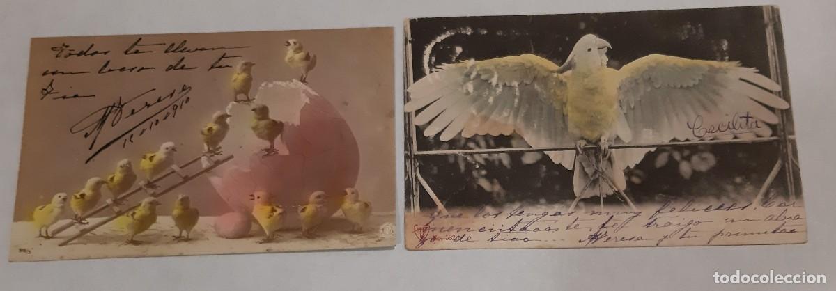 Postales: 2 POSTALES DE 1910. POLLITOS Y LORO Principios S. XX,