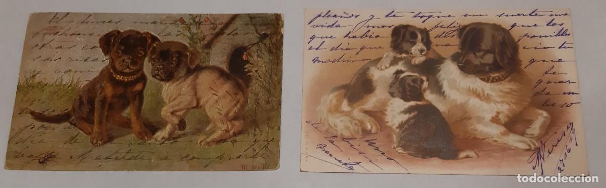 Postais: 2 POSTALES DE PERROS CON COLOR 1909 Principios S. XX,
