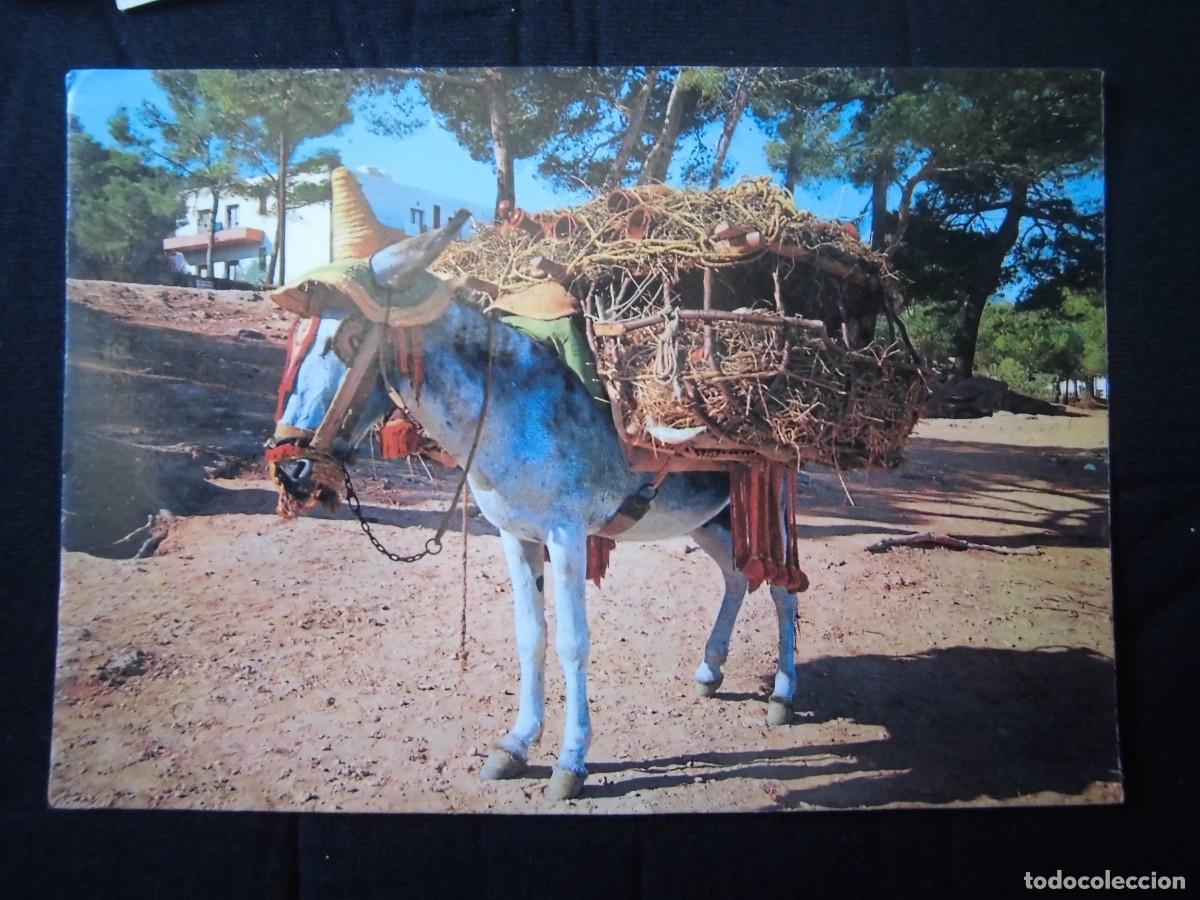 Postcards: POSTAL EL BURRITO BOTIJERO POSTALES INTERNACIONAL COLOR