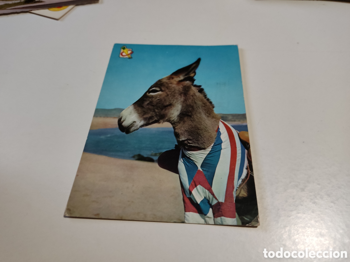 Postcards: Postal burro