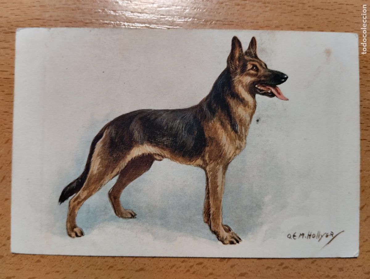 Postales: POSTAL ALSATIAN WOLHOUND. PERRO PASTOR ALEMAN. N&ordm;159