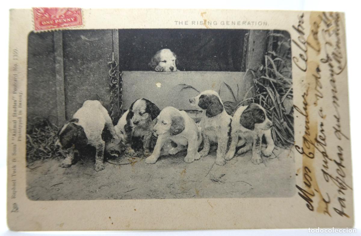 Postales: Antigua postal de perros circulada - Foto 1