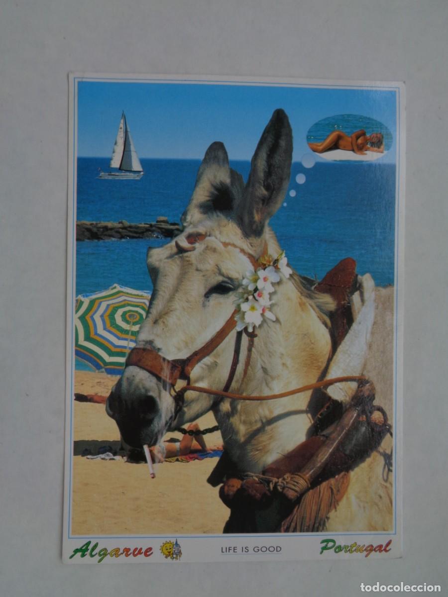 Postales: POSTAL DEL ALGARVE ( PORTUGAL ): BURRO PLAYERO