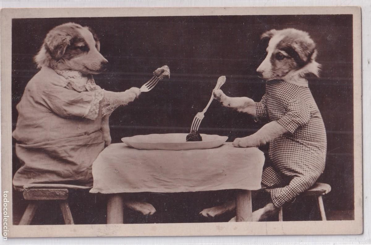 Cartes Postales: Curiosa postal, montaje perros comiendo sentados en una mesa. Impresa en Italia. Sin circular.