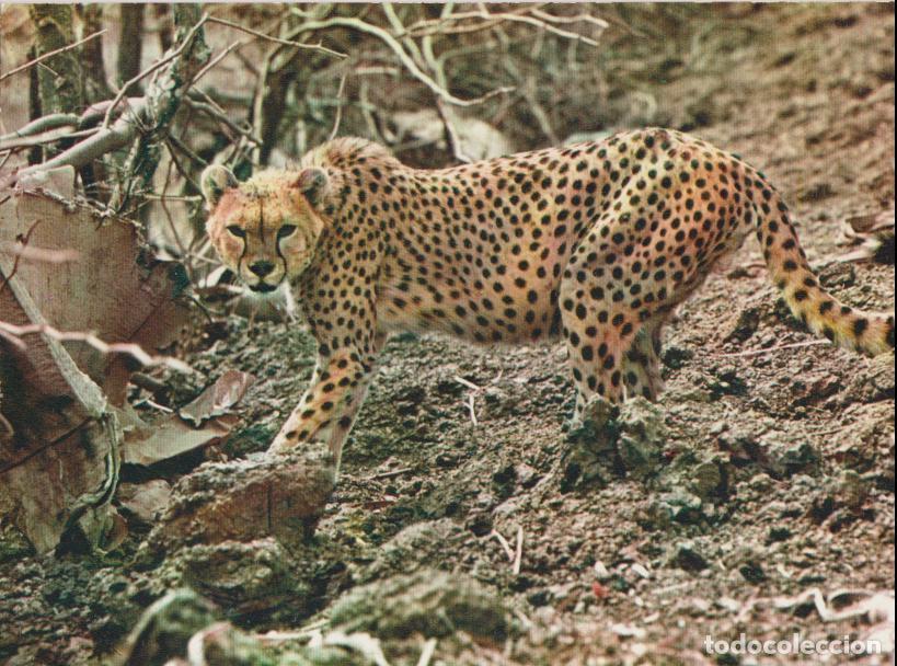 Postales: FAUNA AFRICANA, GEPARDO - EDITIONS HOA-QUI 4066 - S/C