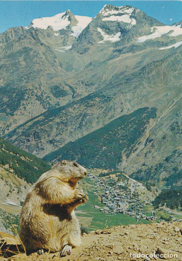 Postales: ALEMANIA, Fletschhorn y el Lagginhorn, LA MARMOTA - FOTO SUPERSAXO 565 - S/C