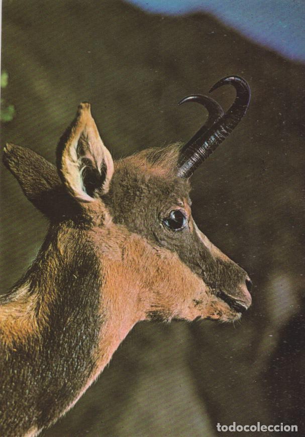 Postales: RECUERDO PIRENAICO - SARRIO - ISARD - EDITADA EN 1967 - S/C