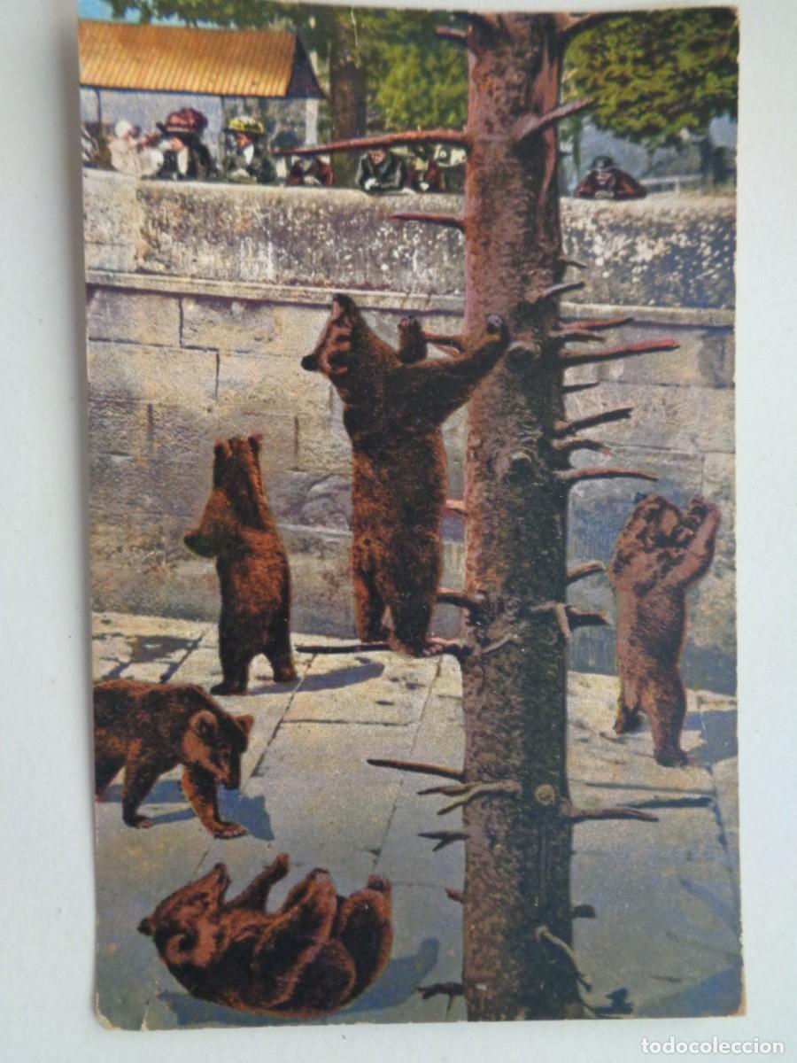 Postales: POSTAL DEL ZOO DE BERNA ( SUIZA ): FOSO DE LOS OSOS . PRINCIPIOS DE SIGLO , ESCRITA EN 1934