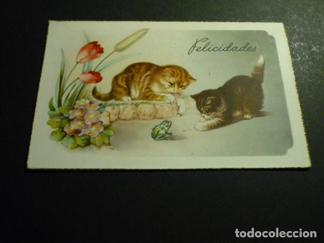 Postales: GATOS CON RANA POSTAL - Foto 1